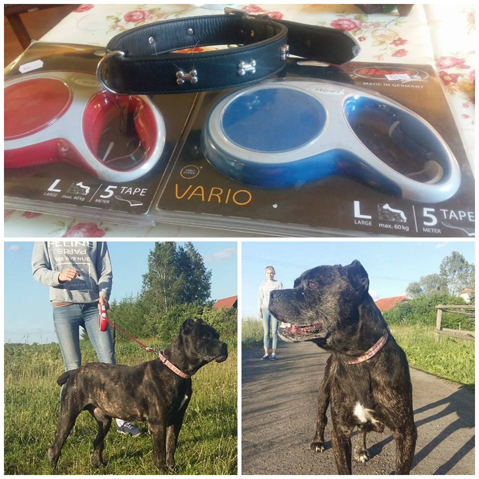 Dziękujemy Cioci Kinga Wyrzykowska za piękne smyczki spacerowe dla Bostonka.